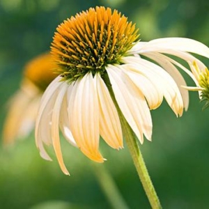 Close-up of a coneflower with white petals and a spiky orange center, set against a blurred green background—perfect inspiration for outdoor living spaces or gardens near luxury pools.