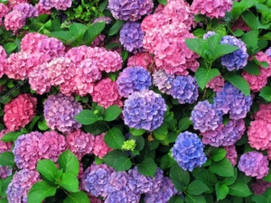 Clusters of pink and purple hydrangea flowers with green leaves create a vibrant backdrop, perfect for enhancing outdoor living spaces or framing beautiful inground pools.