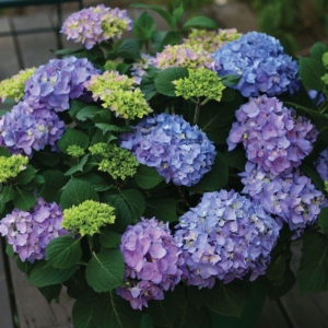 A potted hydrangea plant with clusters of purple, blue, and green flowers surrounded by dark green leaves—perfect for enhancing your outdoor living space.