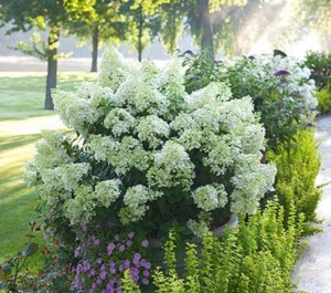 Large white-flowering bushes and green plants line a garden pathway on a sunny day, with trees, a grassy area, and luxury pools glimmering in the background.