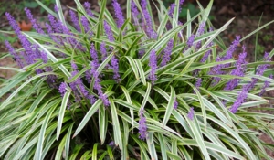 A clump of variegated lilyturf with narrow green and white leaves and tall spikes of small purple flowers adds beauty to outdoor living spaces.