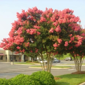 A crepe myrtle tree with bright pink blossoms stands in a landscaped area near a parking lot and commercial buildings featuring custom spas and luxury pools.