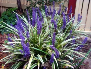 A cluster of liriope plants with long, green and white striped leaves and tall spikes of purple flowers adds vibrant color to an outdoor living garden bed.