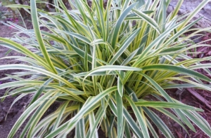 A close-up of a green and yellow variegated ornamental grass plant growing in soil outdoors, perfect for accenting landscapes with custom spas or inground pools.