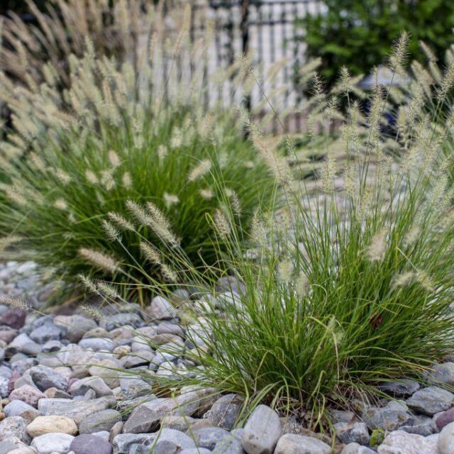 Outdoor Planting Arrangements