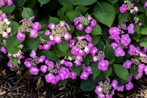 lace Cap hydrangea backyard landscaping