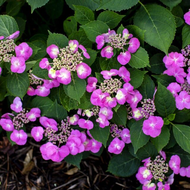 lace Cap hydrangea backyard landscaping