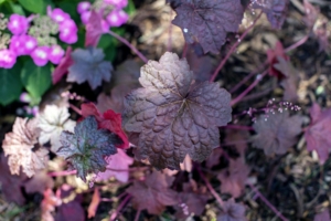 Burgundy Coral Bells in Naturalistic Landscaping
