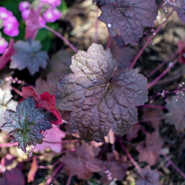 Burgundy Coral Bells in Naturalistic Landscaping