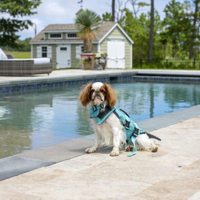 Dog next to Swimming Pool
