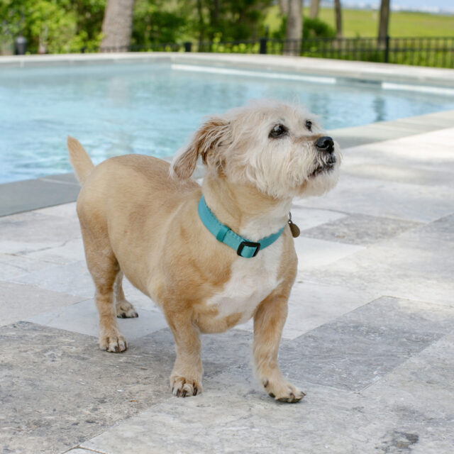 A small, light brown dog with a teal collar stands on a tiled patio next to an inground pool, with trees and water visible in the background.