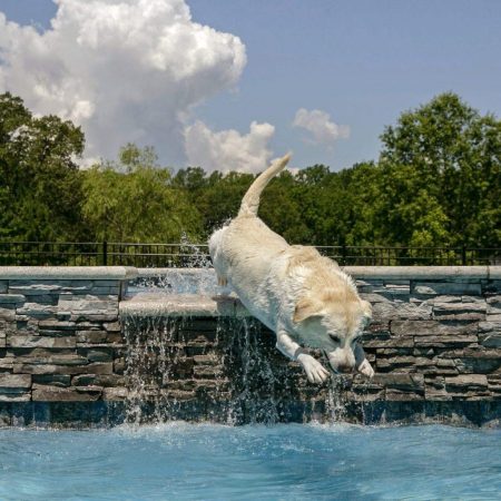A yellow labrador jumps over a stone ledge with a small waterfall into a luxury pool on a sunny day.