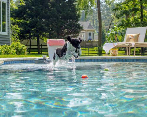 A black and white dog leaps into a backyard fiberglass pool, splashing water as it chases colorful balls floating on the surface. Lounge chairs and greenery highlight the outdoor living space in the background.